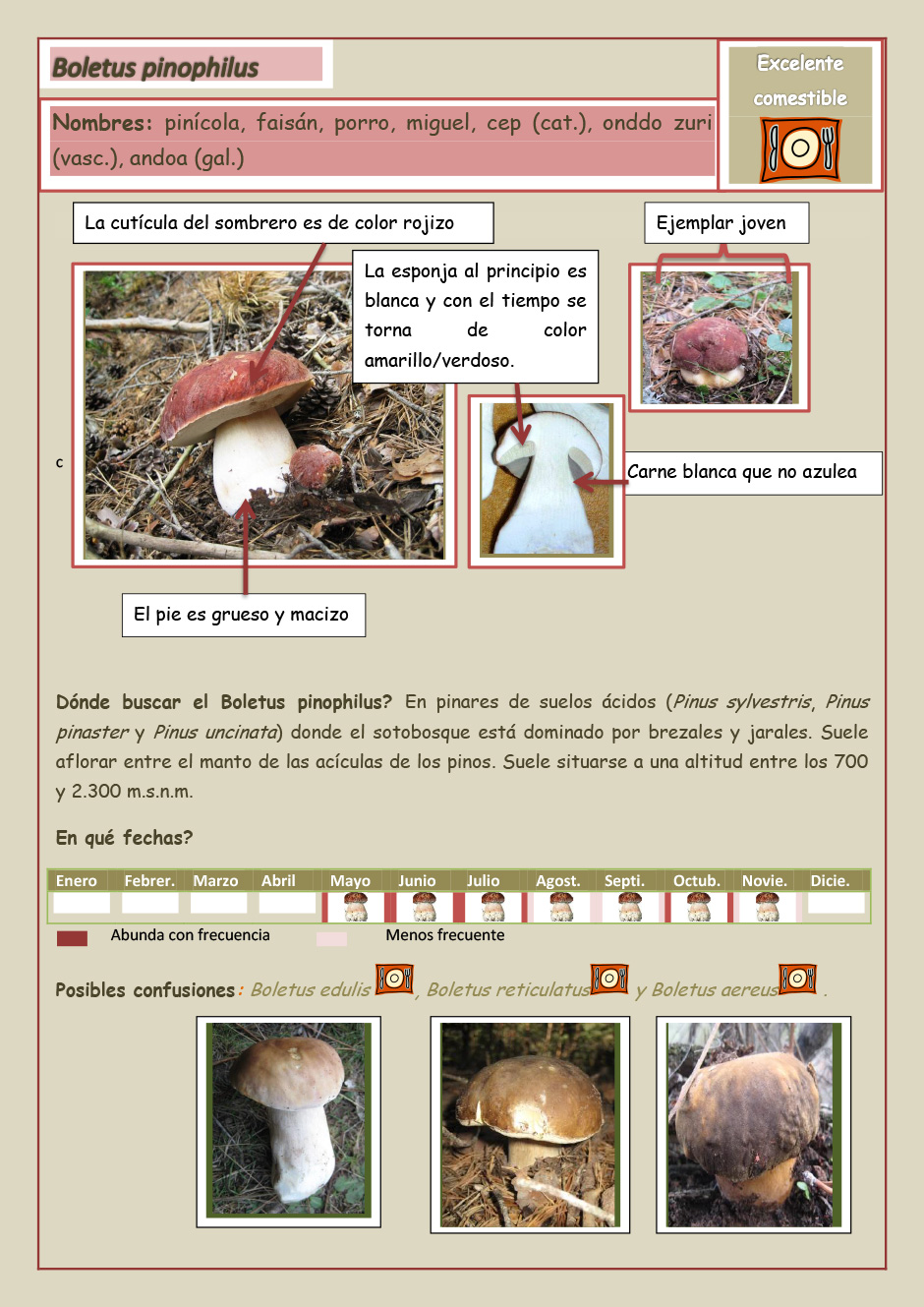 boletus-pinophilus-masquesetas